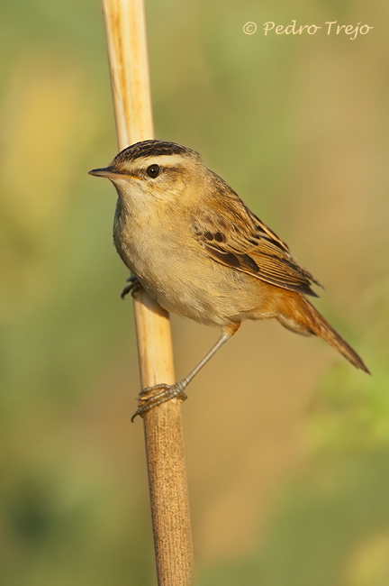 Carricerin comun (Acrocephalus schoenobaenus)